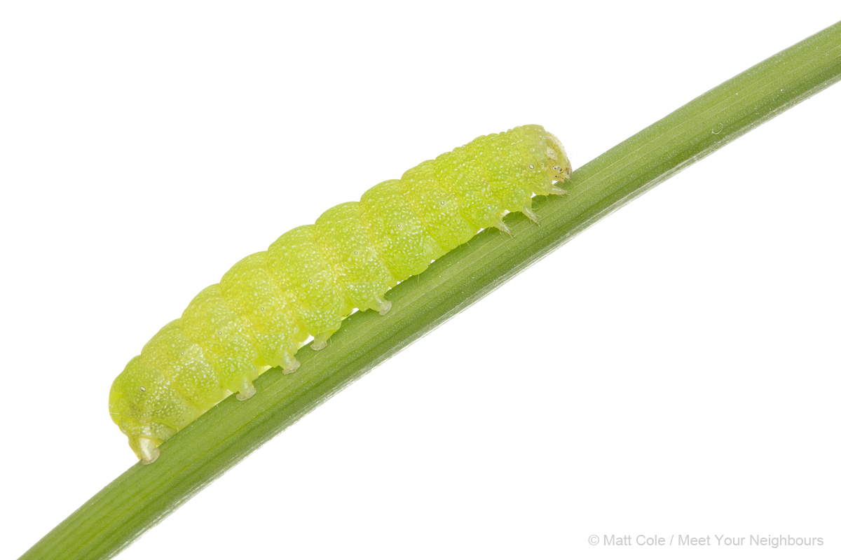 Angle Shades Caterpillar